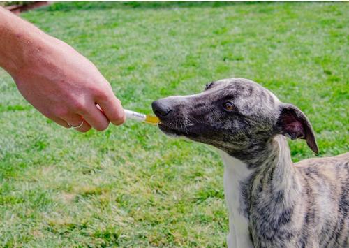 Show full view: 4CYTE Epiitalis Forte Liquid Joint Supplement for Dogs, 50-mL bottle slide 5 of 8