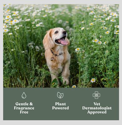 Show full view: Dandylion Clean Paws Dog Foaming Cleanser, 5-oz bottle + Soft Paws Hydrating Dog Paw Lotion Cream, 0.6-fl oz bottle slide 4 of 9