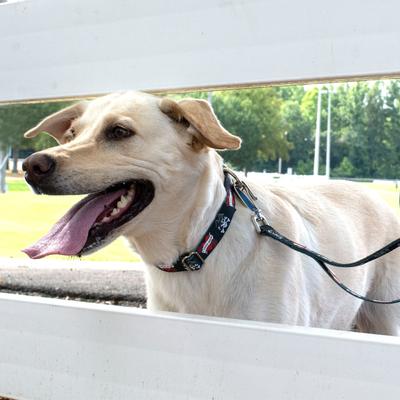 Show full view: Country Brook Petz HossFit Jr I Love Mom Wide Martingale Dog Collar, Large slide 3 of 9