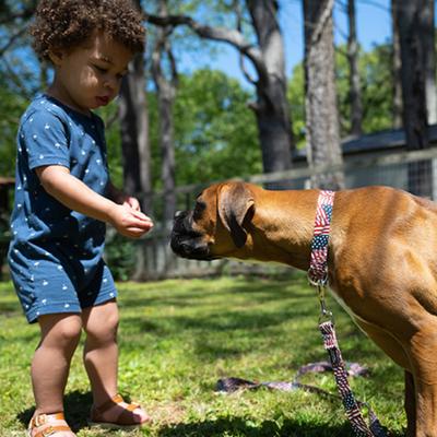 Show full view: Country Brook Petz HossFit Jr Patriotic Tribute Wide Martingale Dog Collar, Medium slide 5 of 10