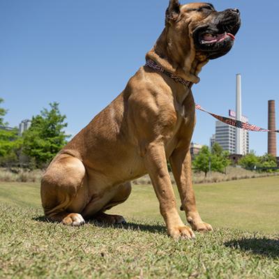 Show full view: Country Brook Petz HossFit Jr Patriotic Tribute Wide Martingale Dog Collar, Medium slide 4 of 10