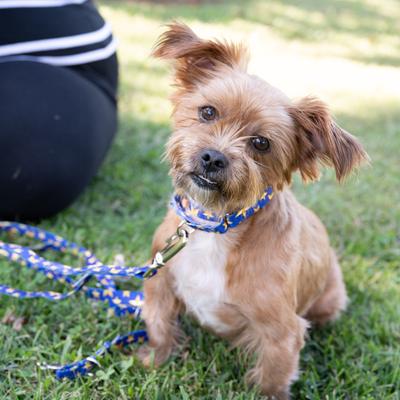 Show full view: Country Brook Petz HossFit Jr Duty Honor Country Wide Martingale Dog Collar, Blue, X-Large: 23 to 31-in neck, 1.5-in wide slide 3 of 9