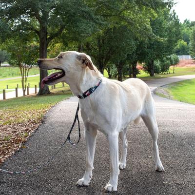 Show full view: Country Brook Petz HossFit Jr I Love Mom Wide Martingale Dog Collar, Large slide 4 of 9