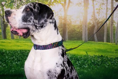 Show full view: Country Brook Petz Colorful Arrows Gunmetal Martingale Dog Collar, Black, Large: 18 to 26-in neck, 1-in wide slide 3 of 7