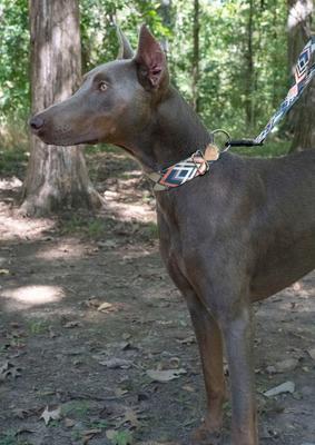 Show full view: Country Brook Petz Terracotta Arrows Martingale Dog Collar, Medium slide 3 of 7