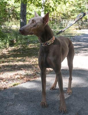 Show full view: Country Brook Petz Terracotta Arrows Martingale Dog Collar, Medium slide 2 of 7