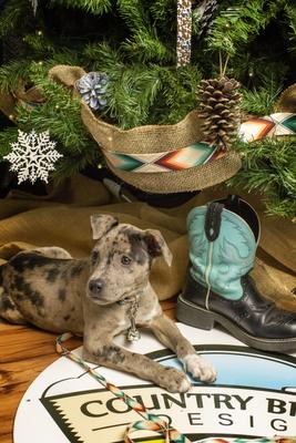 Show full view: Country Brook Petz Sedona Arrows Martingale Dog Collar, Small slide 2 of 6