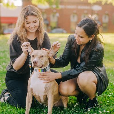 Show full view: Country Brook Petz HossFit Pride Wide Martingale Dog Collar, Black, X-Large: 23 to 31-in neck, 1.5-in wide slide 3 of 9