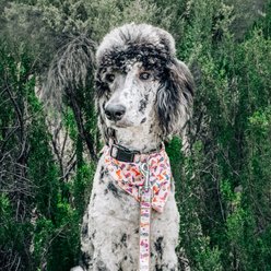 The Worthy Dog Wild Wild West Dog Bandana, Beige, Small slide 2 of 4