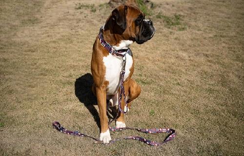 Show full view: Country Brook Petz Spirit of '76 Martingale Dog Collar, Large: 18 to 26-in neck, 1-in wide slide 2 of 7
