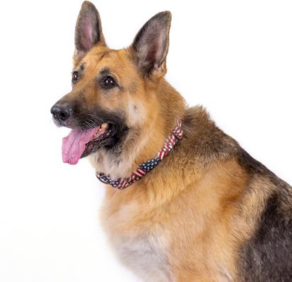 Show full view: Country Brook Petz Patriotic Tribute Martingale Dog Collar, X-Large: 23 to 31-in neck, 1-in wide slide 4 of 8
