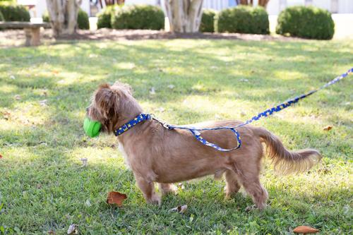 Show full view: Country Brook Petz Duty Honor Country Martingale Dog Collar, Large: 18 to 26-in neck, 1-in wide slide 5 of 8