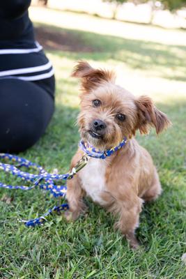 Show full view: Country Brook Petz Duty Honor Country Martingale Dog Collar, Large: 18 to 26-in neck, 1-in wide slide 4 of 8