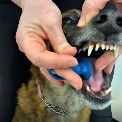 Show full view: Paw Ready BrushMate Premium Toothbrush with Biteblock Dog Teeth Cleaning Aid, Blue, Medium slide 9 of 12