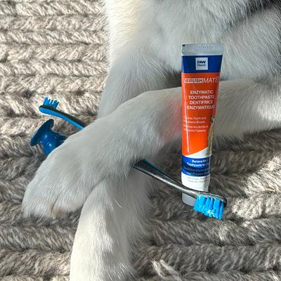 Show full view: Paw Ready BrushMate Toothbrush, Medium Brushing Assistant & Enzymatic Banana Mint Flavor Toothpaste for Medium & Large Dogs, 70-gram bottle slide 10 of 11
