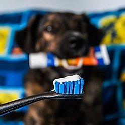 Paw Ready Bacon Cheese Flavor Enzymatic Dog Toothpaste, 70-g tube slide 2 of 9