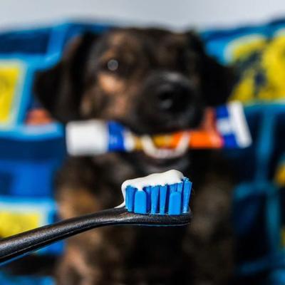 Show full view: Paw Ready Banana Mint Flavor Enzymatic Dog Toothpaste, 70-g tube slide 6 of 10