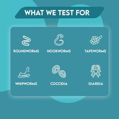 Show full view: Affordable Pet Labs Total Fecal Tests Plus Giardia for Cats slide 7 of 7