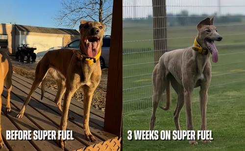 Show full view: K9 POWER Super Fuel Nutritional Energy & Muscle Dog Supplement, 1-lb slide 3 of 10