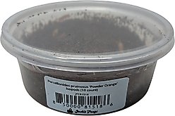 Josh's Frogs Porcellionides Pruinosus 'Powder Orange' Isopods Live Feed Reptile Food, 10 count