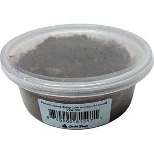 Crazy Frog L.L.C. 32oz Live Flightless Fruit Fly Culture – Dart Frog Food, Reptile Food, Live Insects