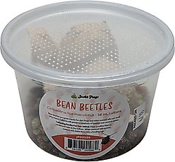 Josh's Frogs Bean Beetle Culture Live Feed Reptile Food, 16-oz tub