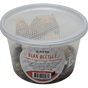 Josh's Frogs Bean Beetle Culture Live Feed Reptile Food, 16-oz tub