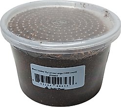 Josh's Frogs Black Soldier Fly Larvae Live Feed Reptile Food, Large, 1000 count