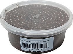 Josh's Frogs Black Soldier Fly Larvae Live Feed Reptile Food, Medium, 250 count