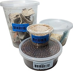 Josh's Frogs Bearded Dragon Feeder Bundle, Adult
