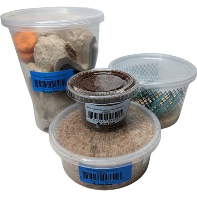 Josh's Frogs Josh's Frogs Leopard Gecko Feeder Bundle, Adult