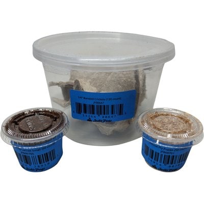 Josh's Frogs Josh's Frogs Tree Frog Feeder Bundle, Baby
