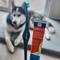 Show in main carousel: Paw Ready BrushMate Toothbrush & Enzymatic Banana Mint Flavor Dog Toothpaste, 70-gram bottle slide 7 of 11
