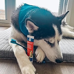 Paw Ready BrushMate Toothbrush & Enzymatic Banana Mint Flavor Dog & Cat Toothpaste, 70-gram bottle