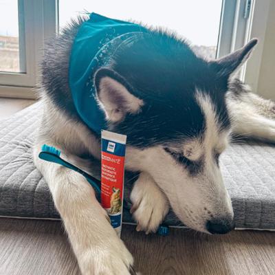 Show full view: Paw Ready BrushMate Toothbrush & Enzymatic Banana Mint Flavor Dog Toothpaste, 70-gram bottle slide 8 of 11