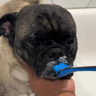 Show full view: Paw Ready Banana Mint Flavor Enzymatic Dog Toothpaste, 70-g tube slide 10 of 10