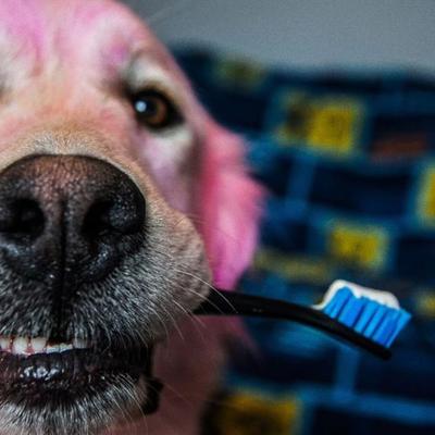 Show full view: Paw Ready Banana Mint Flavor Enzymatic Dog Toothpaste, 70-g tube slide 9 of 10