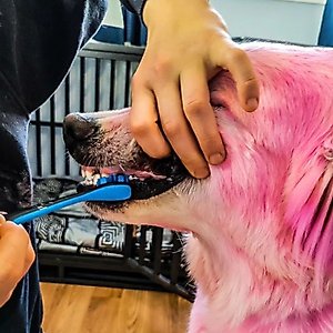 Paw Ready BrushMate Premium Dog Toothbrush, Blue