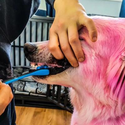 Show full view: Paw Ready BrushMate Premium Dog Toothbrush, Blue slide 7 of 11