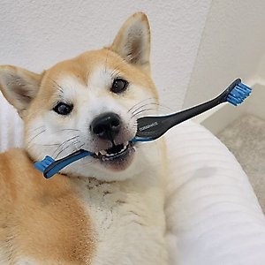 Paw Ready BrushMate Premium Dog Toothbrush, Blue