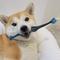 Show in main carousel: Paw Ready BrushMate Premium Dog Toothbrush, Blue slide 5 of 11