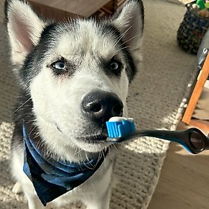 Paw Ready BrushMate Premium Dog Toothbrush, Blue