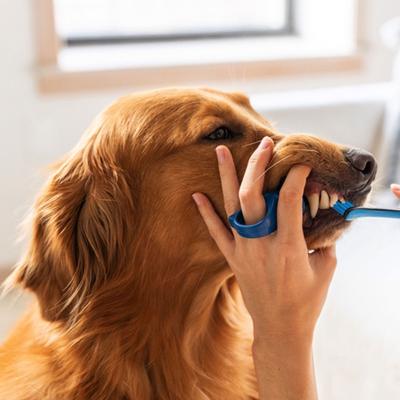Show full view: Paw Ready BrushMate Premium Toothbrush with Biteblock Dog Teeth Cleaning Aid, Blue, Medium slide 10 of 12