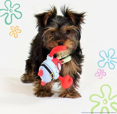 Show full view: SpongeBob Mr. Krabs & Plankton Squeaky Dog Plush Toy, Red, 2-Pack slide 4 of 8