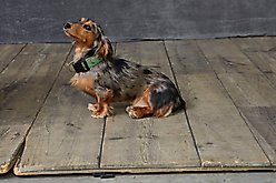 L.L.Bean Boots Novelty Dog Collar, Green, Small slide 2 of 2