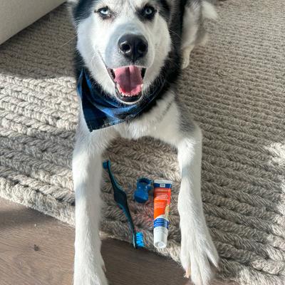 Show full view: Paw Ready BrushMate Toothbrush, Medium Brushing Assistant & Enzymatic Banana Mint Flavor Toothpaste for Medium & Large Dogs, 70-gram bottle slide 8 of 11