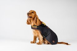 Horseware Ireland Newmarket Striped Waterproof Dog Coat, Witney Gold, X-Large