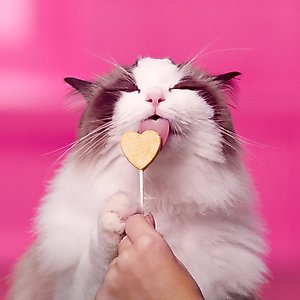 Bonkers Purr Pops Lip Smackin' Grain-Free Salmon & Tuna Freeze-Dried Cat Treats, 25.2-gal bag, 18 count