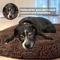 Show in main carousel: Muddy Mat Cloud K-9 Dog Bed with Removable Cover, Chocolate Brown, Small slide 5 of 7