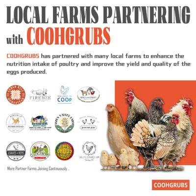 Show full view: COOHGRUBS Dried Black Soldier Fly Larvae Chicken Treat, 2-lb box slide 4 of 10